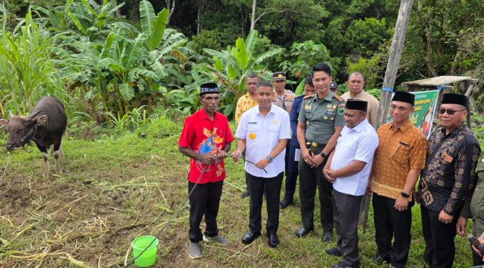 Rayakan Idul Adha 1447 H, Pemda Teluk Bintuni Bagikan 65 Sapi di 16 Distrik