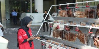 Futechi Farm ITS Transformasikan Sistem Peternakan Modern